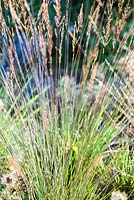 Molinia caerulea ssp. caerulea 'Edith Dudszus' - Purple moor grass 