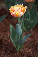 Tulipa 'Foxy Foxtrot'