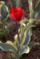 Tulipa 'Mickey Crisp'