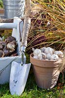 Displays of daffodil and onion bulbs ready for planting.