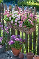 Basket planted with Bellis and clay pot with Viola wittrockiana 