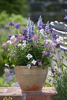 Nemesia Karoo TrioMio 'Poetry', 'Dark Blue' 'White' and 'Pink Improved' and Salvia farinacea 'Light Candle' 