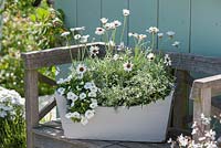 Wooden box with chrysanthemum hosmariense 'African Eyes' - daisies, calibrachoa 'Celebration White', euphorbia 'Diamond Frost' - magic snow on bench