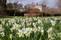 Highgrove Garden in Spring, April 2013. Daffodils in the Wild Flower Meadow.
