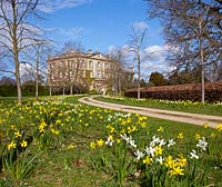 Highgrove House and the front drive lined with lime trees and daffodils, April 2013. The house was built between 1796 and 1798 in a Georgian neo classical design.