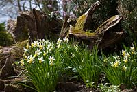 Daffodils and tree stumps in the Stumpery, Highgrove Garden, April 2013.  