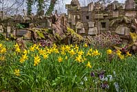 The Wall Of Gifts and daffodils in the The Stumpery, Highgrove Garden, April 2013