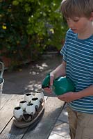 Young boy watering Lepidium - cress, newly planted in in empty eggs as Easter table decoration 