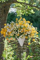 Hanging basket with Nemesia Sunsatia 'Little Banana' and 'Little Coco'