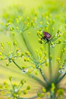 Italian striped shield bug on fennel flower