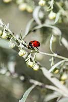 Ladybird beetle feeding on aphids