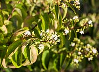 Heptacodium miconioides - Flowers of Seven son flower