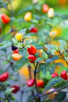 Capsicum annum 'Bolivian Rainbow' - Jalapeno chilli pepper 