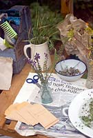 Drying linaria seed heads on greenhouse bench - saving seeds from your garden 