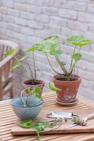 Eutrema japonica - Wasabi, also known as Japanese horseradish. Young plants in clay pots, leaves can be eaten and the root is grated, grater, knife