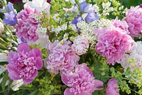 Peonies Bouquet with paeonia, matricaria chamomilla, alchemilla and campanula - bellflowers 