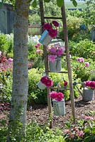 Peonies displayed in old metal watering cans hanging on wooden ladder in country garden 