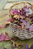 Wicker basket sat on a patio containing autumnal Quercus rubra leaves
