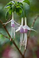 Fuchsia Magellanica var Molinae Maidens Blush - Deciduous shrub
