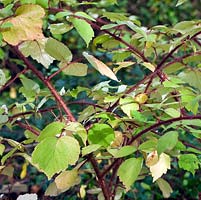 Ribes Sanguineum slightly aromatic leaves in Autumn - deciduous shrub