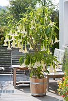 Brugmansia arborea Hybride 'Sunny' 