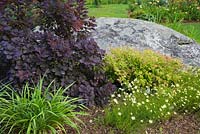 Cotinus 'Royal purple' - Smoke Tree and Spiraea x bumalda 'Goldmound' - Spirea shrub behind some white and yellow Coreopsis - Tickseed  flowers bordered by large rock in backyard Country garden in summer, Jardin des Mesanges garden, Quebec, Canada