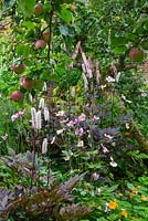 Actaea racemosa Black Cohosh. Atropurpurea and pink Japanese anemonies in the The Kitchen Garden, Highgrove, September 2013