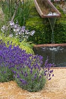 Lavandula angustifolia 'Hidcote' planted beside water feature. Garden: Vestra Wealth's Vista. RHS Hampton Flower Show 2014