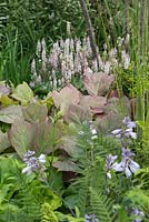 Rodgersia pinnata 'Chocolate Wing', Tiarella 'Pink Skyrocket' and Hosta flowers in the foreground. Garden: Vestra Wealth's Vista. 