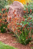 Border planting of Anigozanthos hybrid 'nana orange' and Eucalyptus 'Little Boy Blue'. Garden: Essence of Australia. RHS Hampton Flower Show 2014