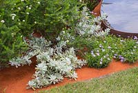 Border planting of Ozothamnus rosmarinifolius, Eremophila glabra 'Kalbarri Carpet' and Brachyscome. Garden - Essence of Australia. RHS Hampton Flower Show 2014