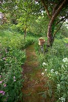 Orchard with old bike, ferns, campions, cow parsley