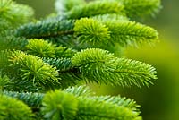 Abies nordmanniana - spring growth 