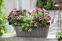 Basket planted with Petunia 'Crazytunia Pulse' and Scaevola 'Scalora Suntastic' 