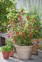 Ribes rubrum 'Rolan' - redcurrants in basket container - Ocimum in terracotta pot 