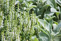 Border planting of Stachys byzantina and Salvia nemorosa 'New Dimension White'. Hampton Court Flower Show 2014. Garden: The Just Retirement Garden. Designer: Jack Dunckley. Sponsor: Just Retirement