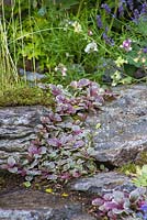 Ajuga reptans 'Burgundy Glow' planted in between stone boulders. Garden: The Forgotten Folly. 