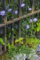 Scabiosa columbaria, Fragaria vesca and Erigeron karvinskianus growing through a wrought iron gate. Garden: The Forgotten Folly. RHS Hampton Court Flower Show 2014