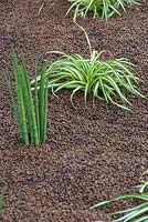 Chlorophytum and succulents with a coffee bean mulch. Garden: The World Vision Garden. 