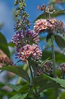 Buddleja x weyeriana 'Bicolor'- summer -  butterfly bush