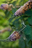 Buddleja x weyeriana 'Bicolor' - summer -  butterfly bush
