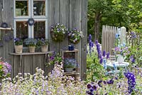 Summerhouse surrounded with containers in cottage garden, summer. Petunia Crazytunia 'Starlight Blue' 'stonewashed', Lobelia, Delphinium , Brachyscome and Heliotropium arborescens