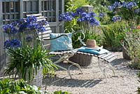 Reclining chair outside wooden summerhouse on gravel terrace with Agapanthus in large basket containers 
