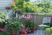 Balcony with container planting. Hosta 'Francee', Astilbe arendsii, Heuchera, Hydrangea paniculata 'Limelight' and Fuchsia 