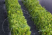 Barbed wire crossing between hedges of Buxus sempervirens, with a path of black gravel. Hampton Court Flower Show 2014. Garden: Pride - The Stonewall Garden: Breaking Down the Walls of Pride. Designer: Amanda Miller. Sponsor: RHS