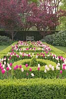 Tulipa 'Barcelona', 'Shirley' and 'Rosalie' amongst clipped Buxus topiary in The Knot Garden with decorative white metal seat beyond in spring