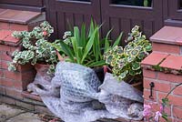 Potted geraniums and succulents covered in bubble film for basic frost protection.