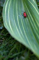 Scarlet Lily Beetle on leaf , Convallaria majalis 'Striata'- variegated lily of the valley, 