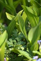 Convallaria majalis 'Striata'- variegated lily of the valley in spring border 