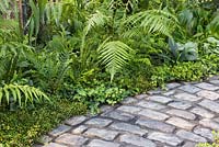 Border planting of Hedera helix, Muehlenbeckia complexa, Dicksonia antarctica, Asplenium scolopendrium and Dryopteris affinis, beside a victorian style cobble path. Garden: The NSPCC Legacy Garden. 